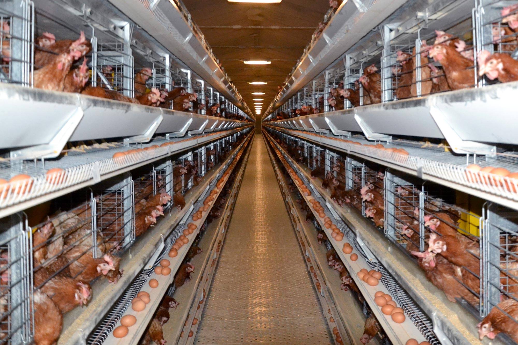 eu5-eu5-max-gabbia-allevamento-in-batteria-galline-ovaiole-clerici-6