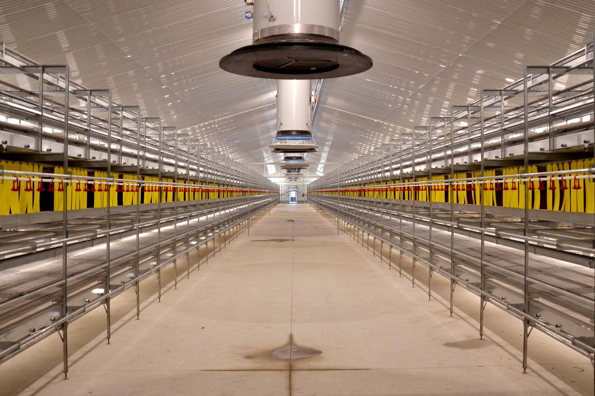 volera-vl-allevamento-galline-ovaiole-clerici-1