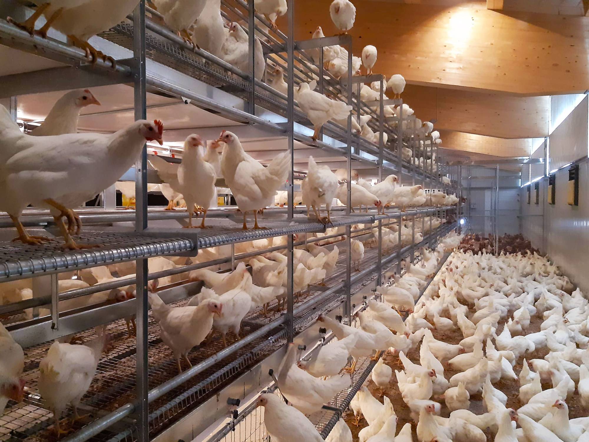 clerici-impianti-avicoli-canton-vaud-svizzera-parchetto-nido-(2)