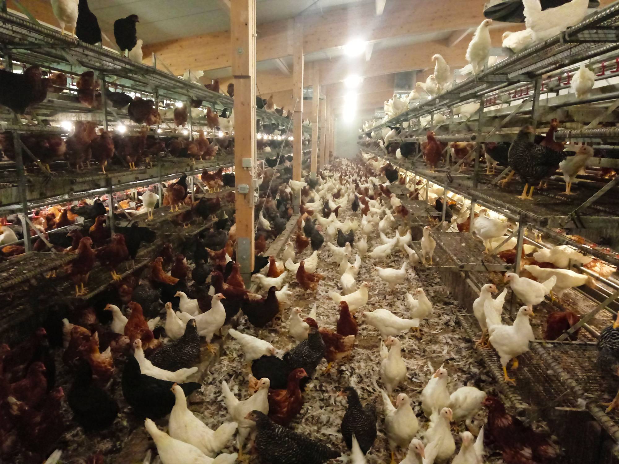 clerici-gino-voliera-svezzamento-pulcini-canton-lucerna-olimpia-aperta-(2)