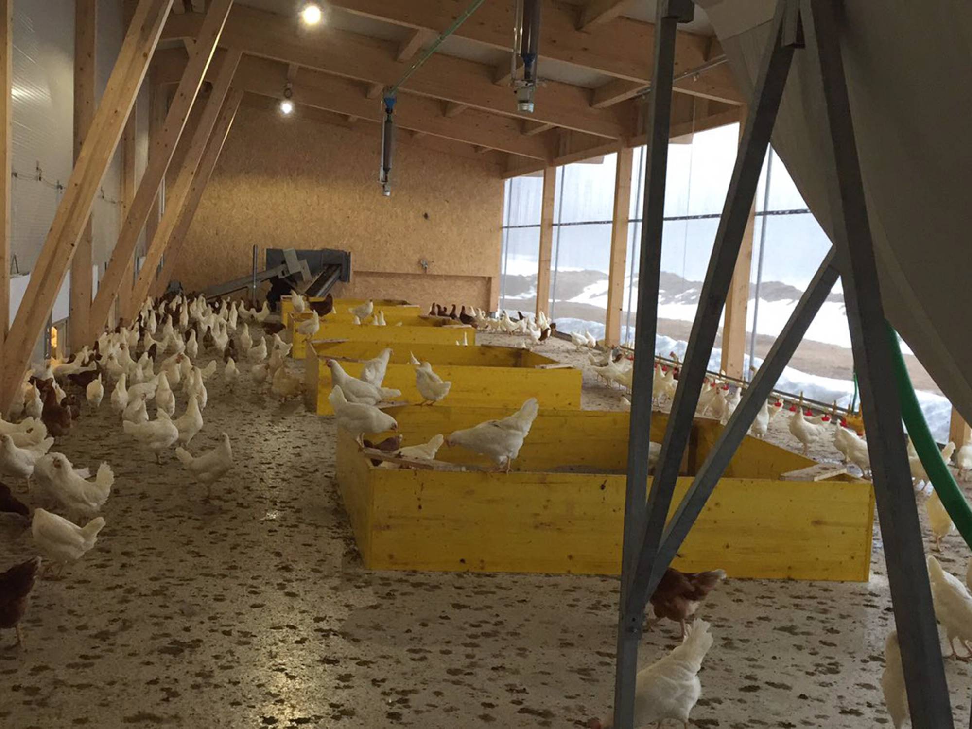 clerici-impianti-avicoli-mertenat-alimentazione (3)