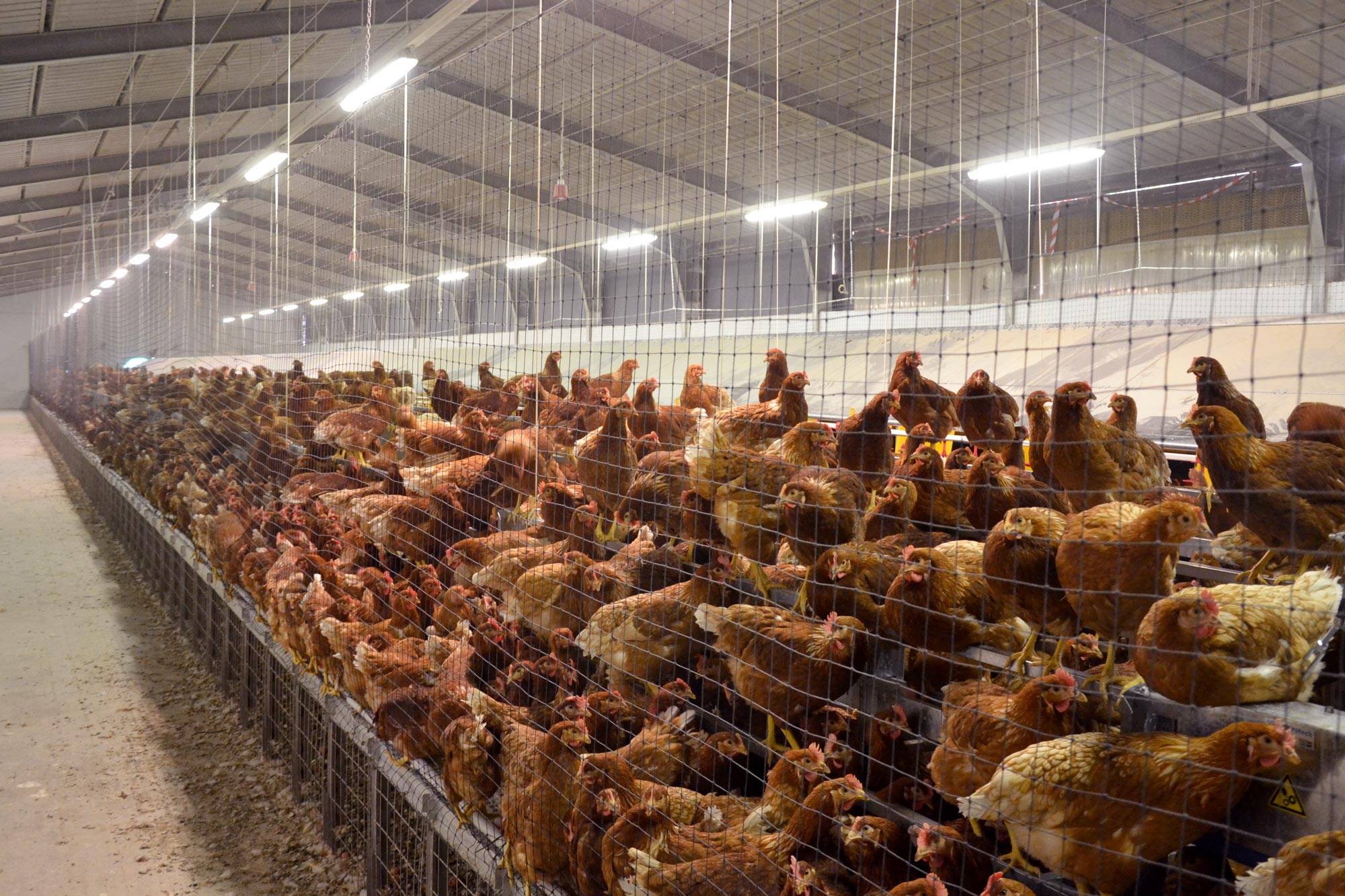 impianti-avicoli-al-suolo-nido-libera-clerici-gino-9