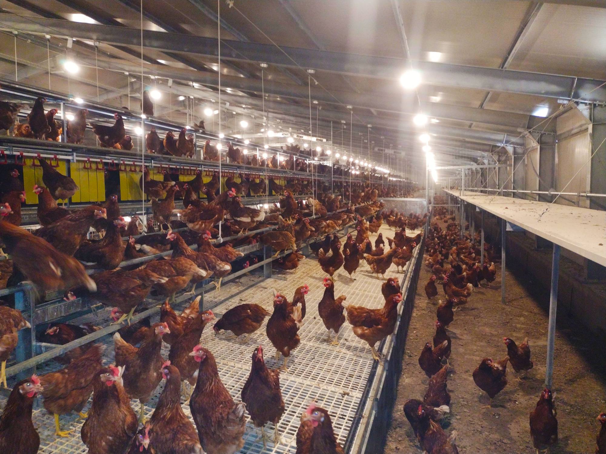 clerigi-gino-impianti-avicoli-viterbo-libaia-2-tc-(4)