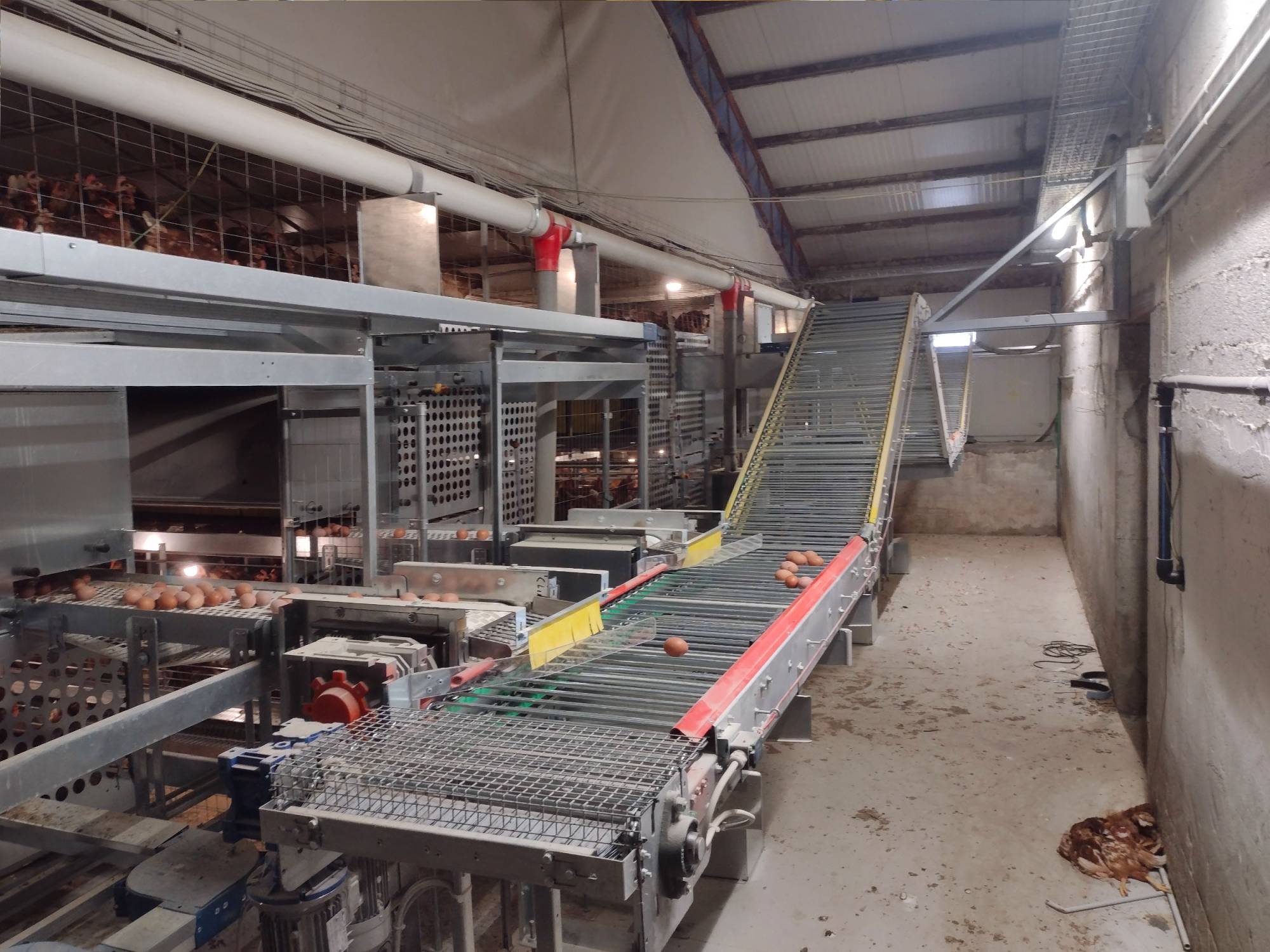 clerici-impianti-avicoli-galline-ovaiole-verona-slalom