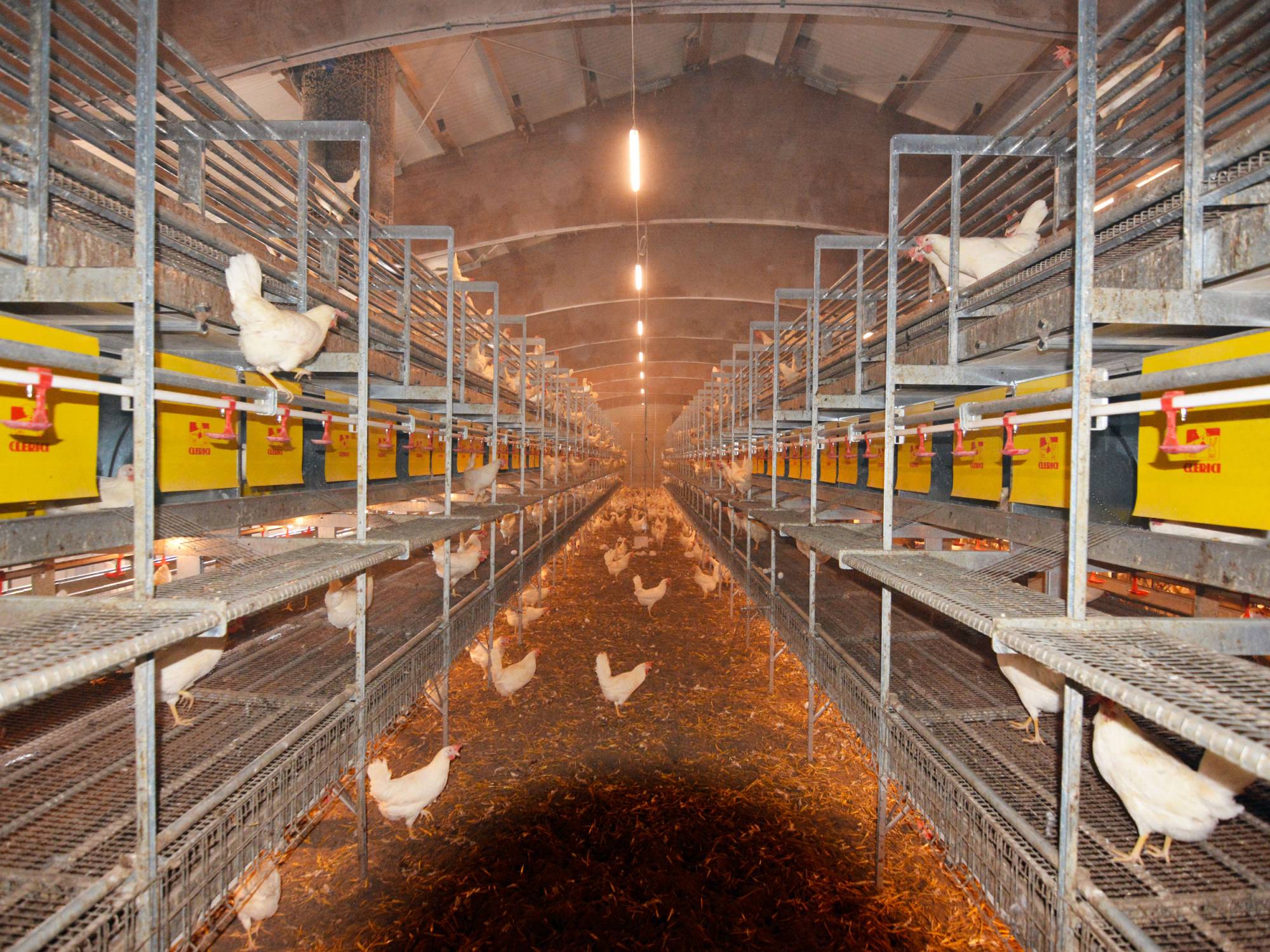 clerici-impianti-avicoli-svizzera-canton-zurigo-vl-2-(2)