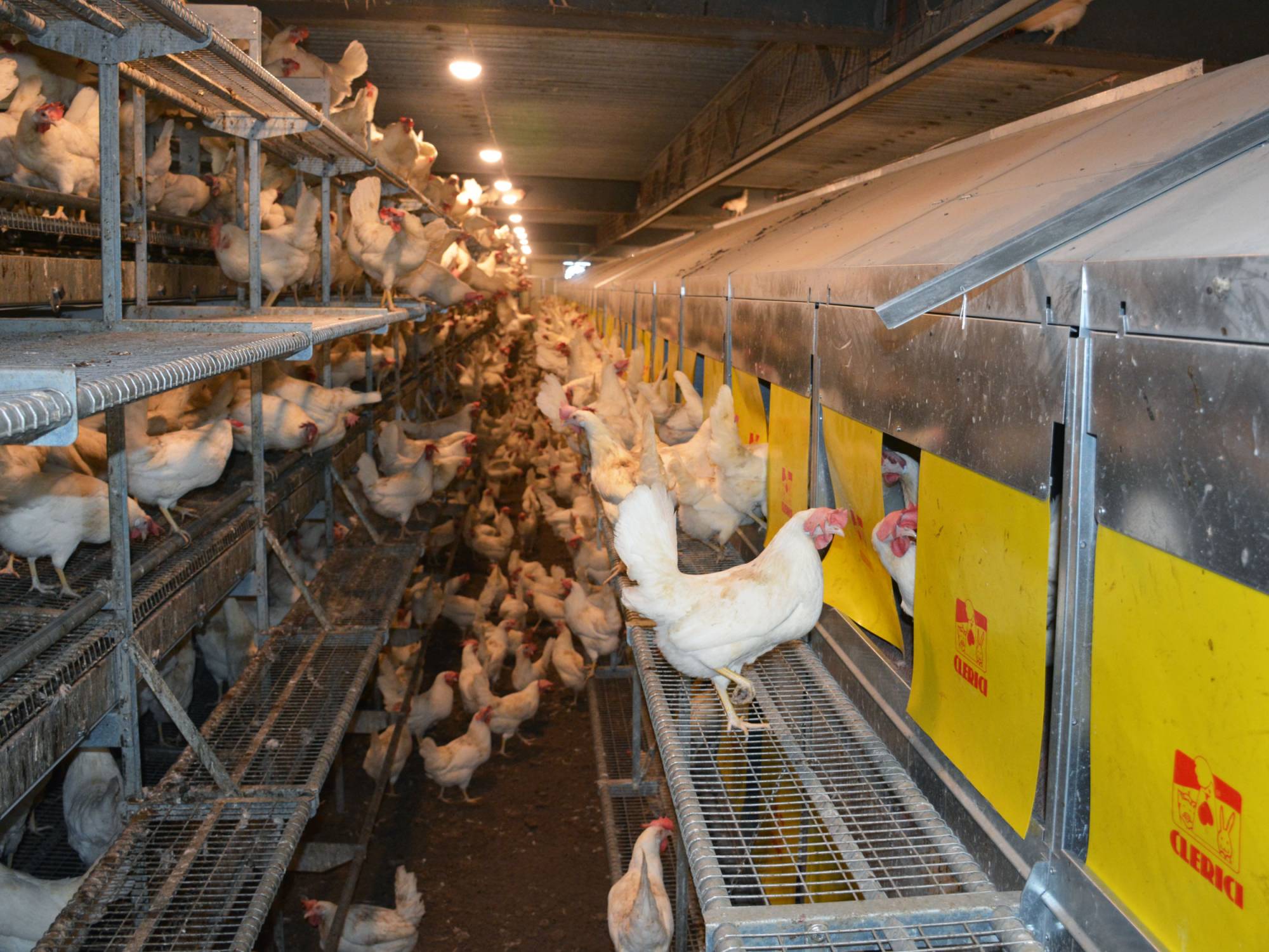 clerici-impianti-avicoli-canton-vaud-svizzera-parchetto-nido-(5)