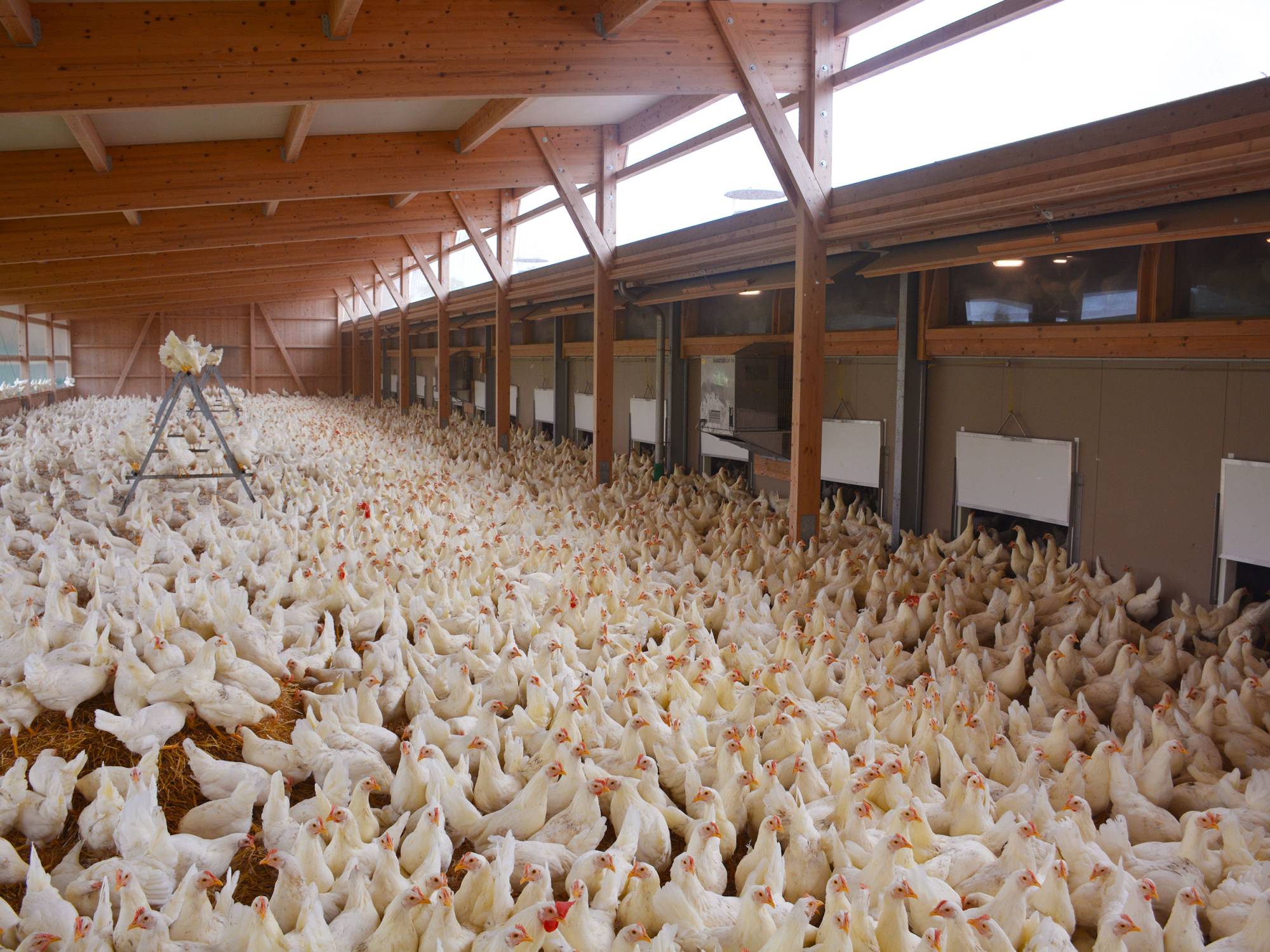 clerici-gino-voliera-svezzamento-pulcini-canton-lucerna-olimpia-aperta-(10)