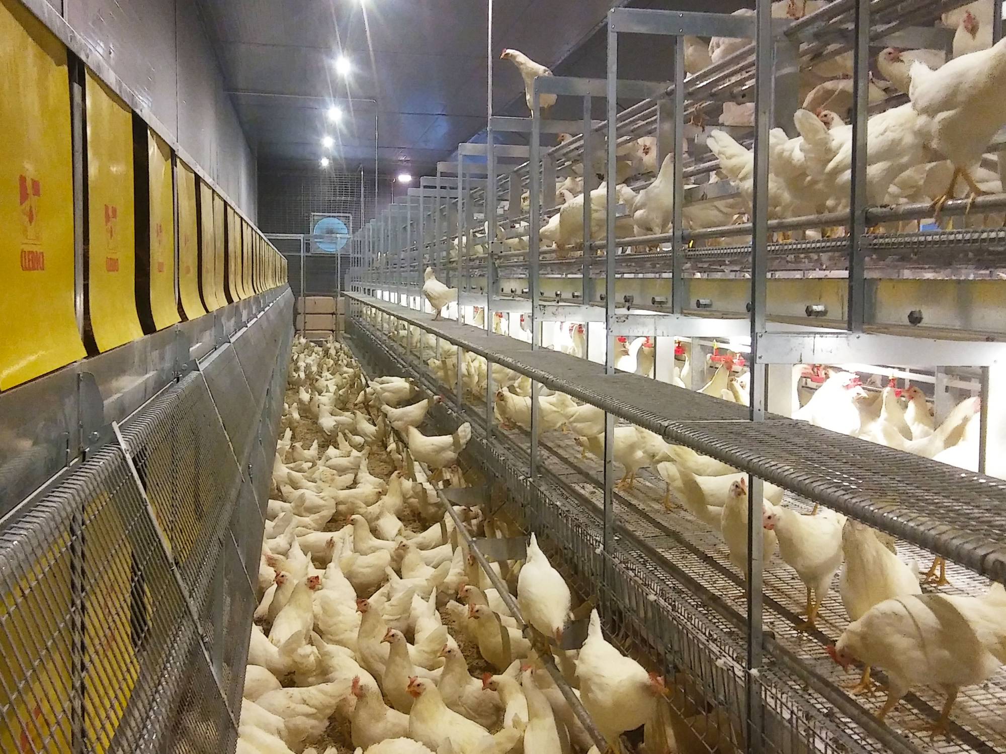 clerici-impianti-avicoli-svezzamento-pulcini-canton-argovia-impianto-parchetto--nido-(2)