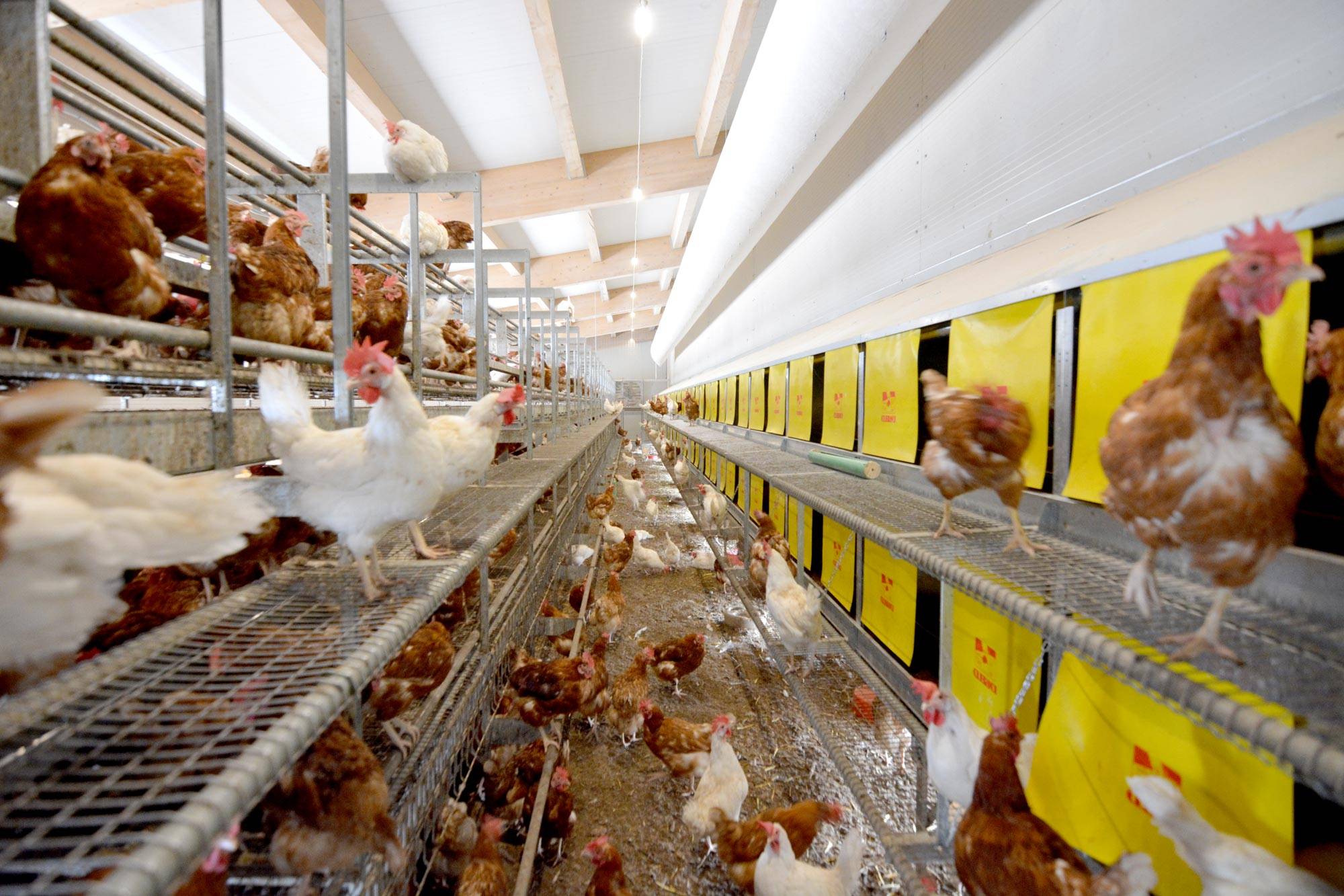 parchetto-voliera-impianti-avicoli-clerici-2