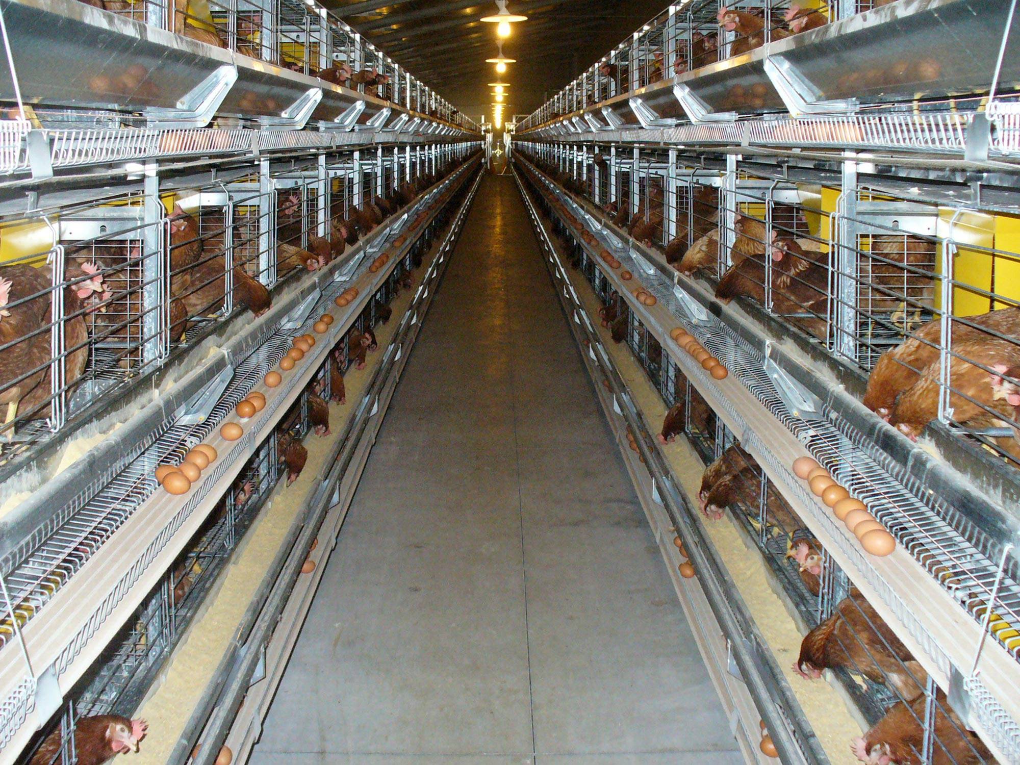 eu5-eu5-max-gabbia-allevamento-in-batteria-galline-ovaiole-clerici-5