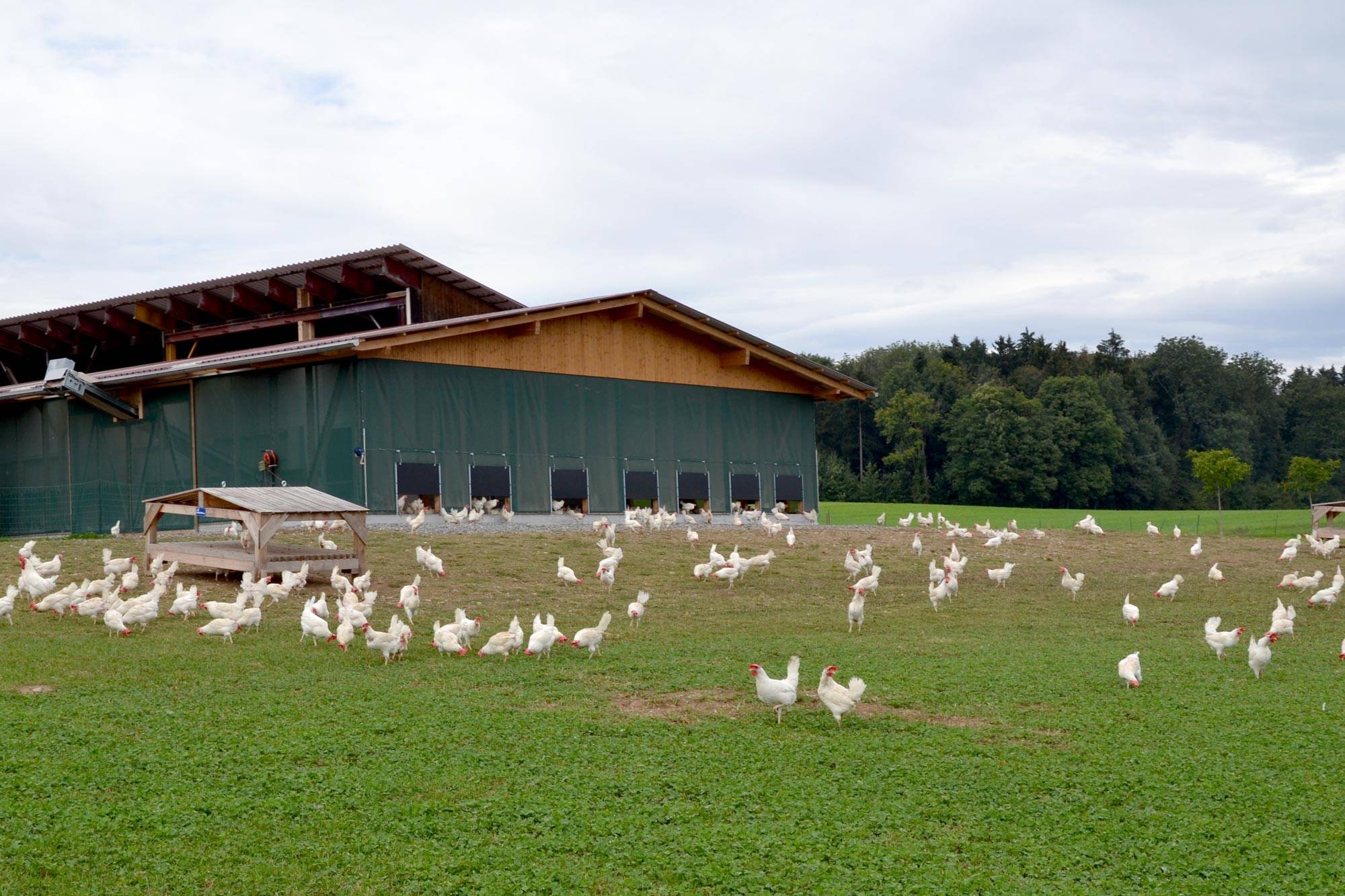 clerici-impianti-avicoli-galline-ovaiole-bio-1