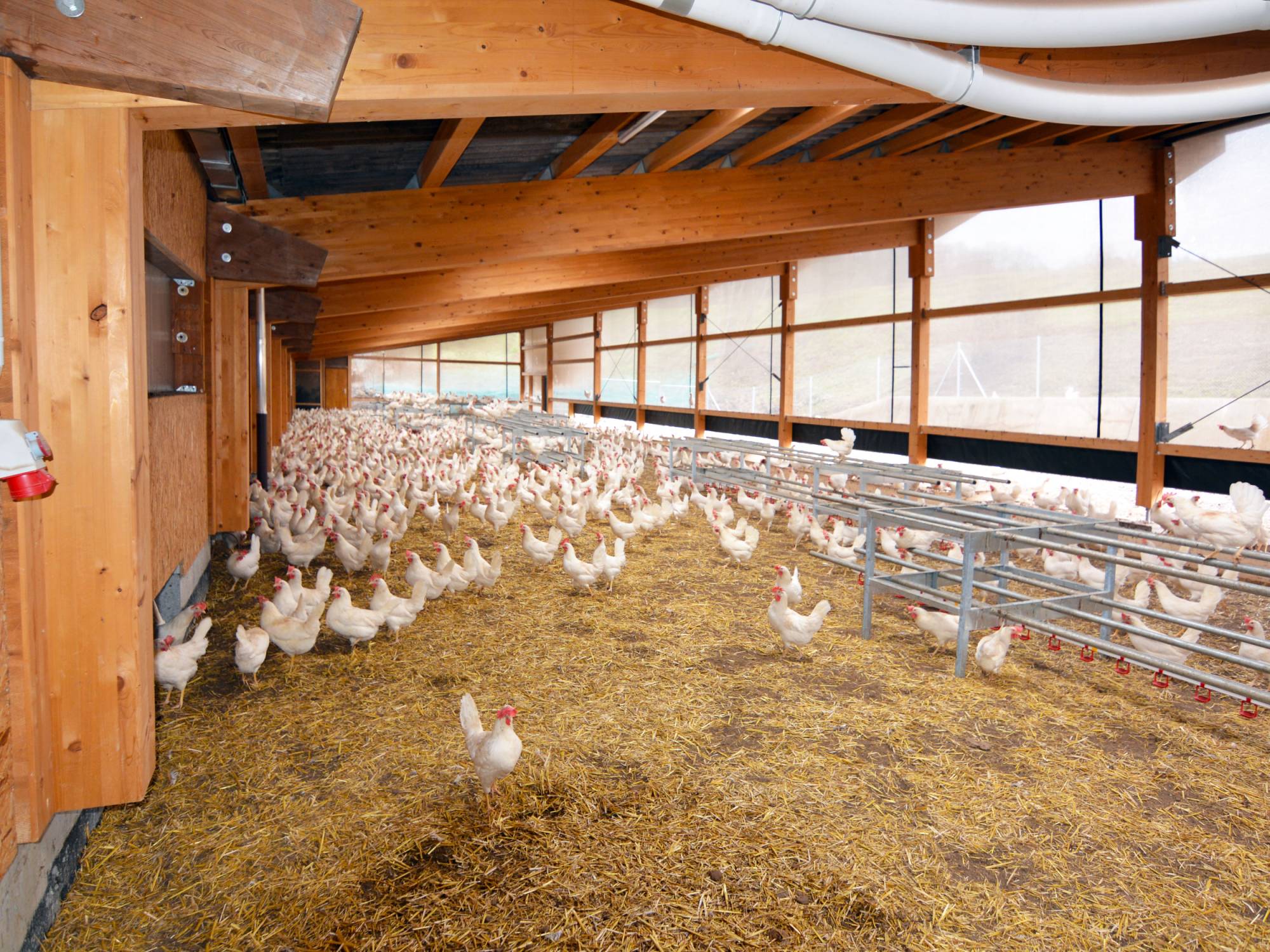 clerici-impianti-avicoli-svizzera-canton-zurigo-vl-2-(3)