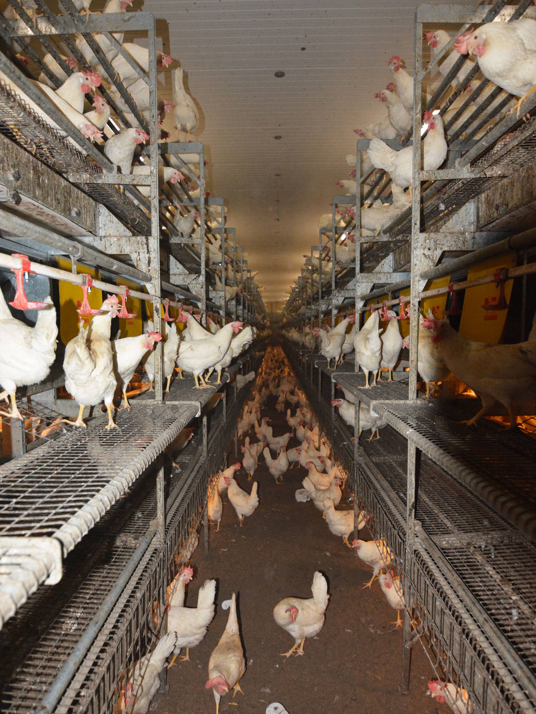 clerici-impianto-avicolo-canton-argovia-vl--(2)