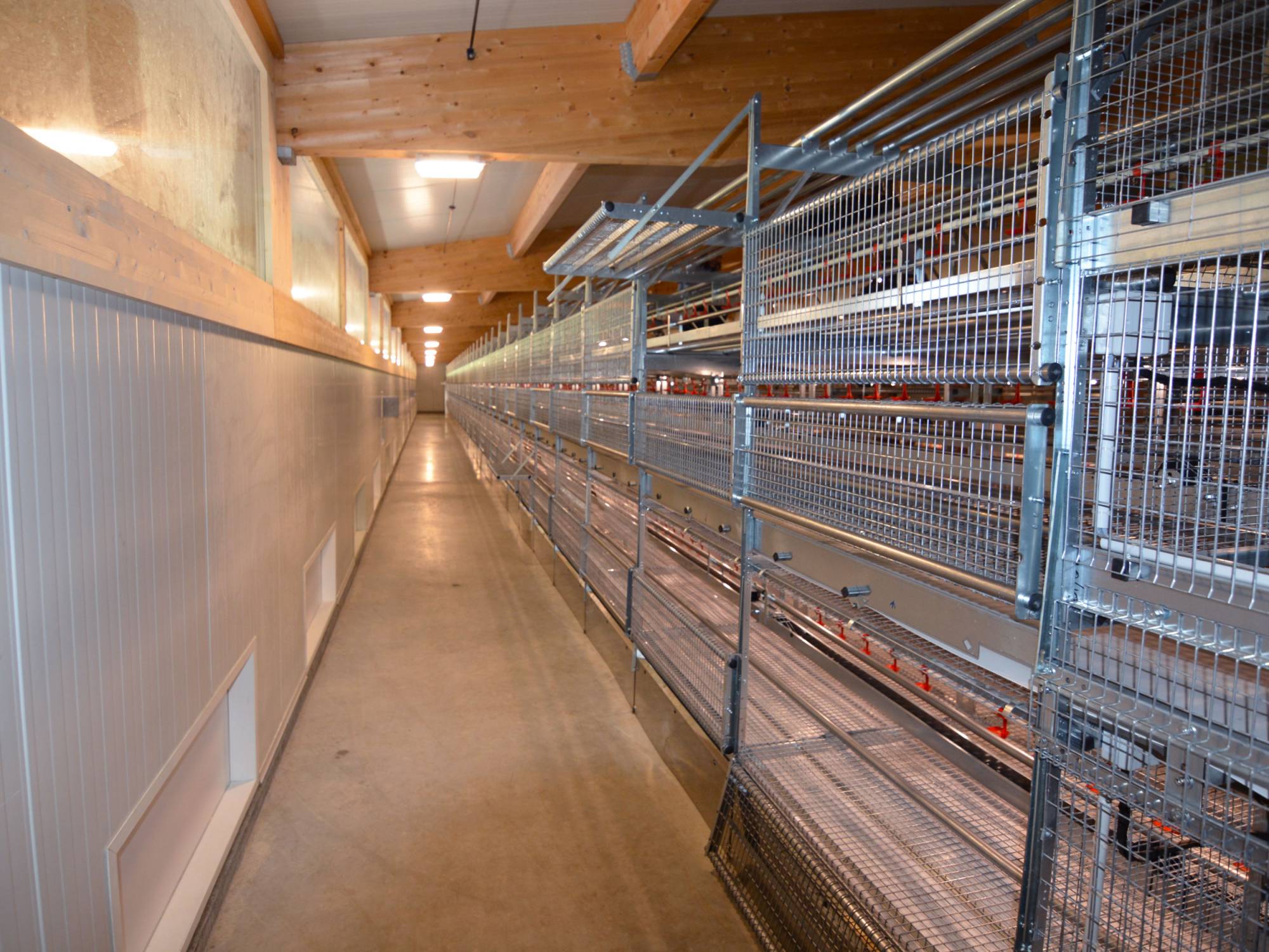 clerici-gino-voliera-svezzamento-pulcini-canton-lucerna-olimpia-aperta-(6)