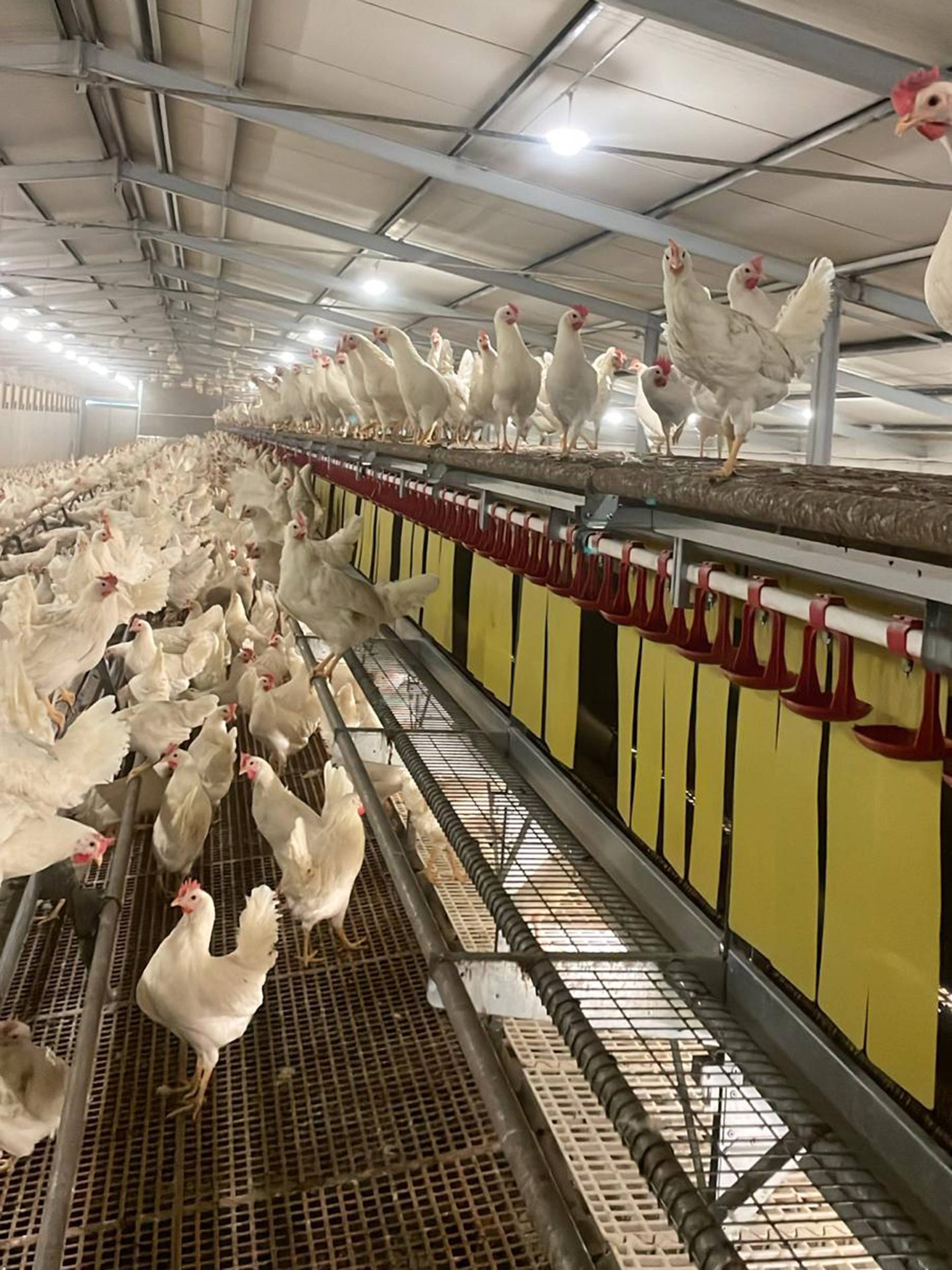 nido libaia 1 tc (3)