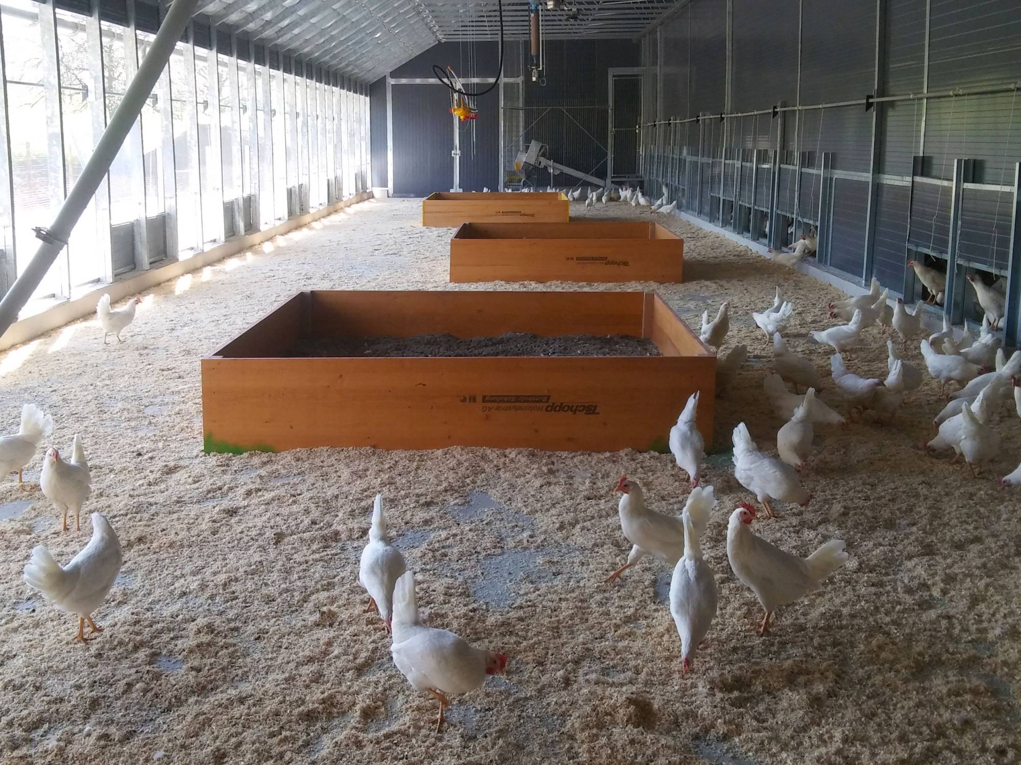 clerici-impianti-avicoli-svezzamento-pulcini-canton-argovia-impianto-parchetto--nido-(4)