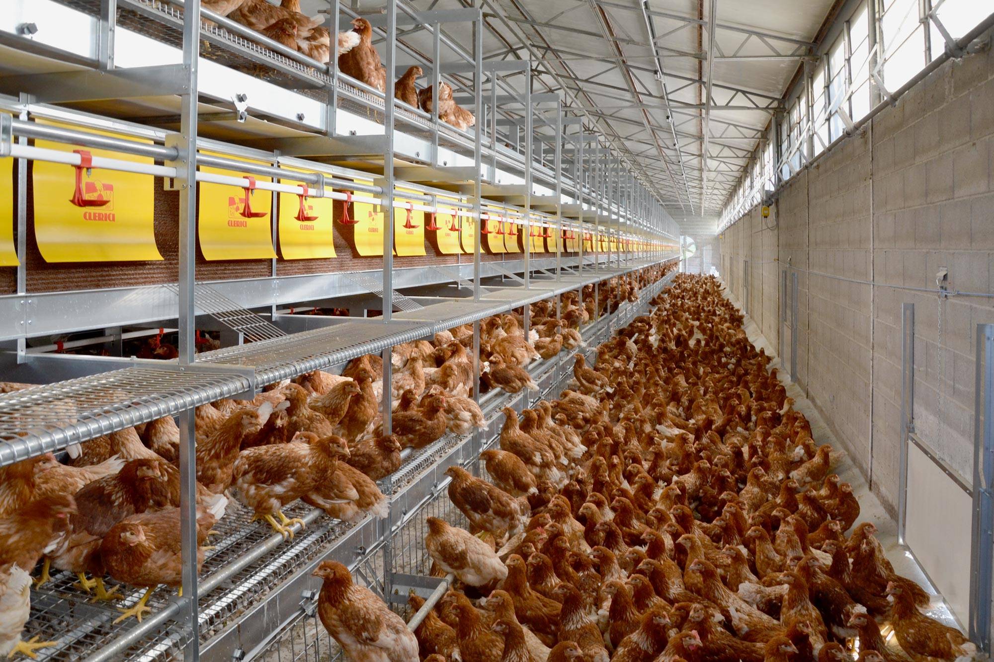 volera-vl-allevamento-galline-ovaiole-clerici-2