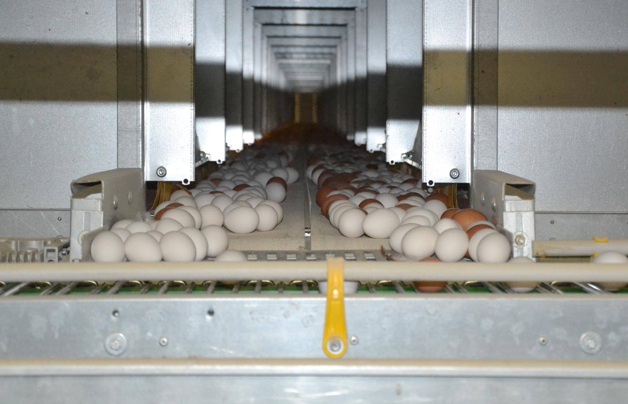 slalom-raccolta-uova-impianti-avicoli-clerici-4