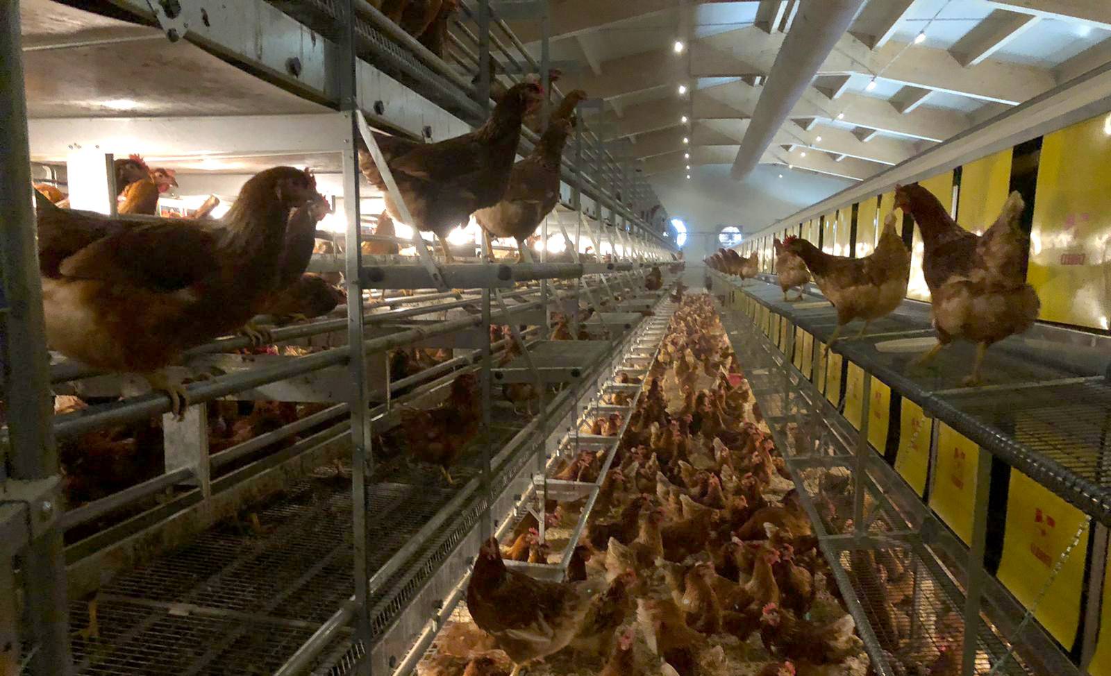 parchetto-voliera-impianti-avicoli-clerici-5