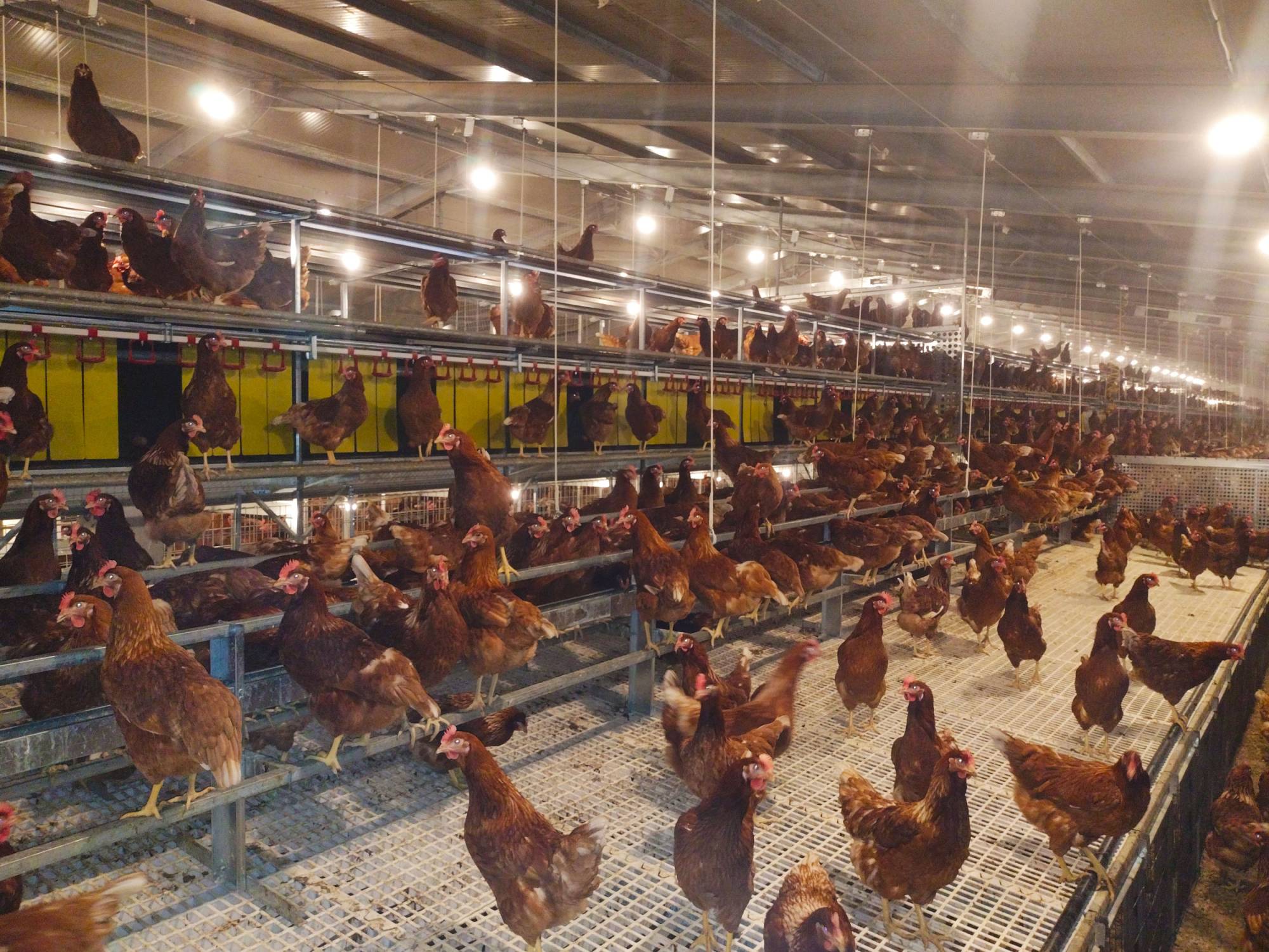 clerigi-gino-impianti-avicoli-viterbo-libaia-2-tc-(5)