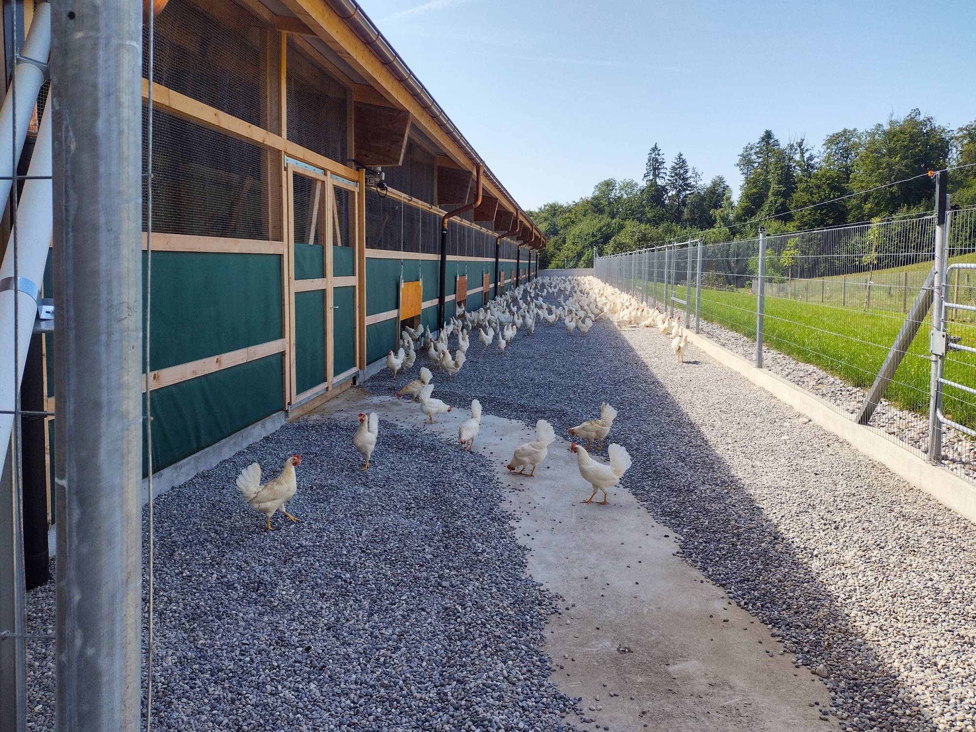 clerici-gino-impianti-avicoli-parchetto-nido-(6)