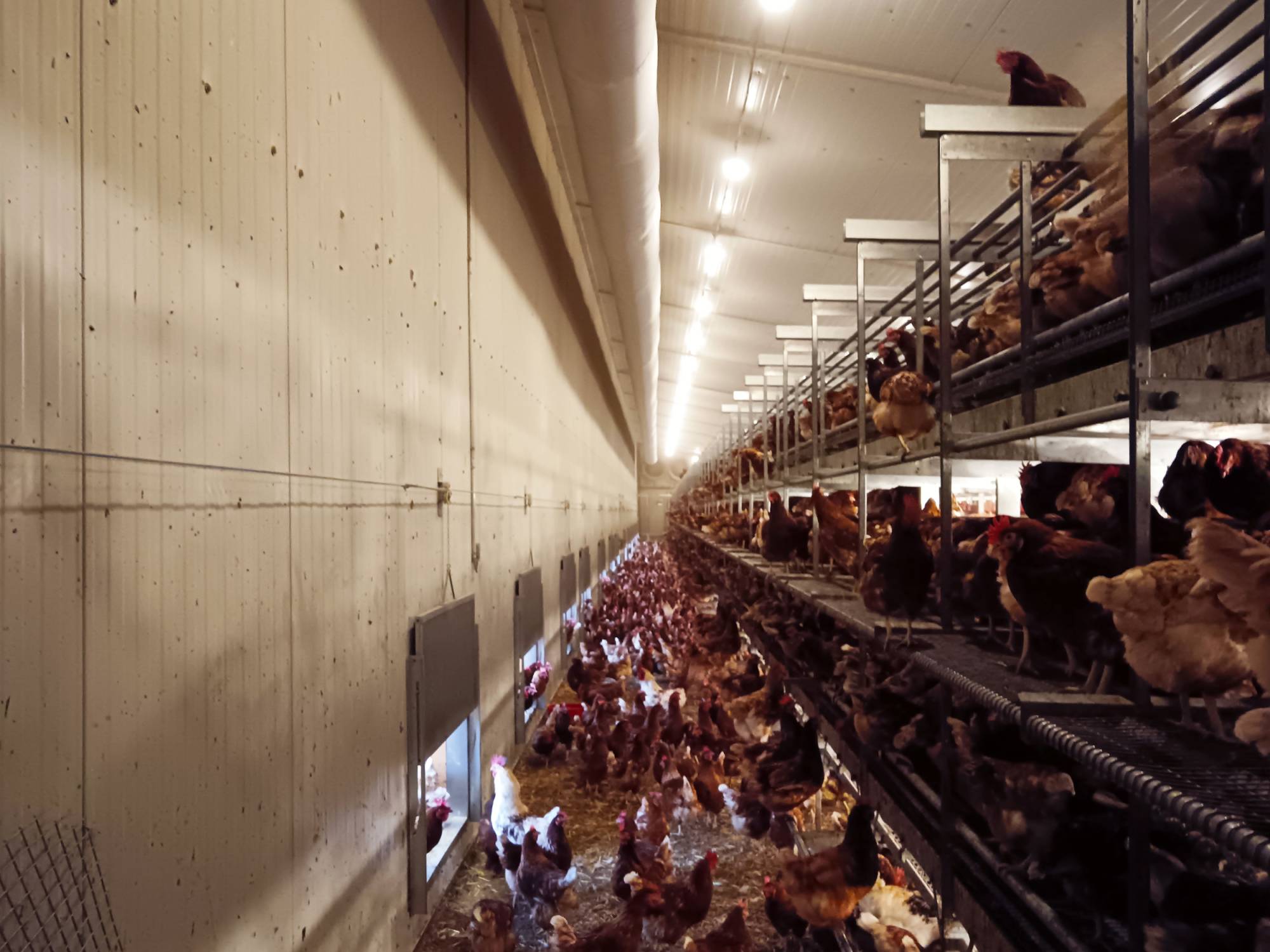 clerici-impianti-avicoli-svizzera-parchetto-nido-(2)