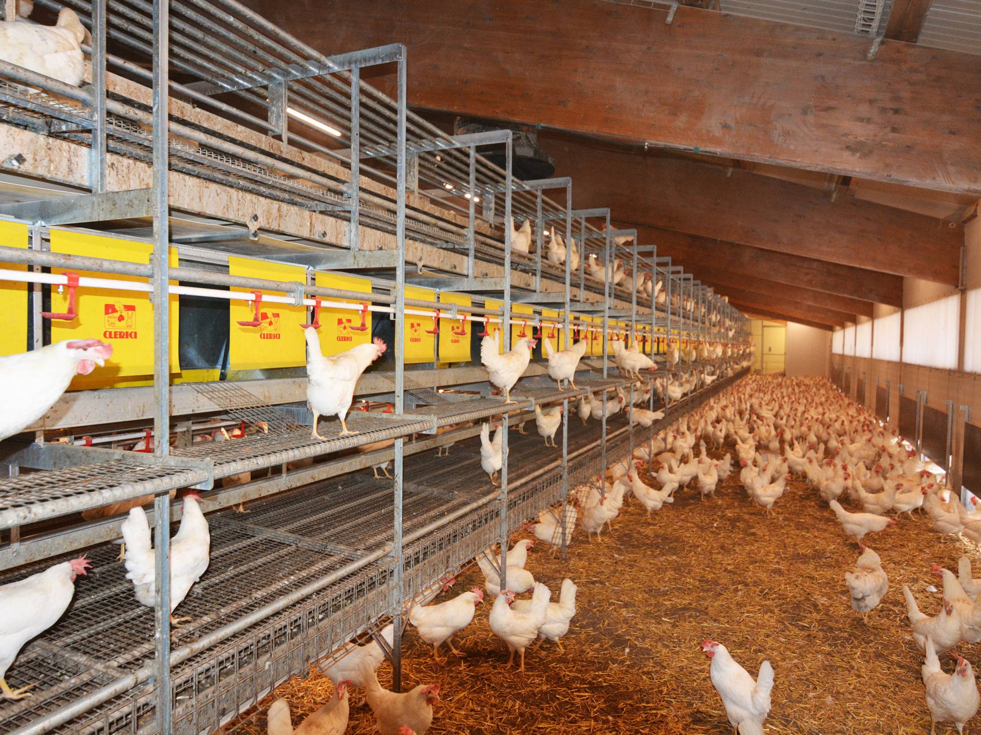 clerici-impianti-avicoli-svizzera-canton-zurigo-vl-2-(4)