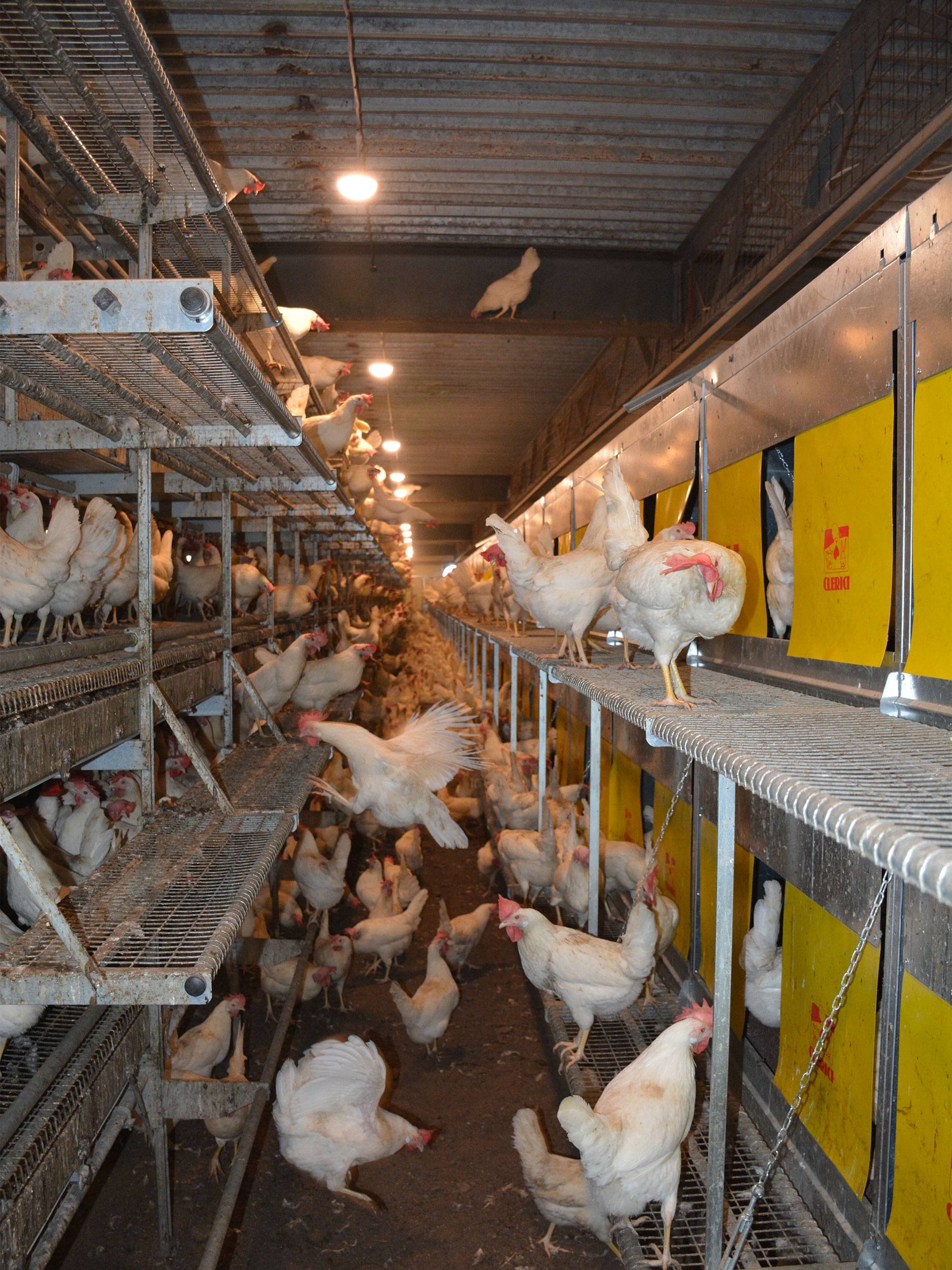 clerici-impianti-avicoli-canton-vaud-svizzera-parchetto-nido-(6)