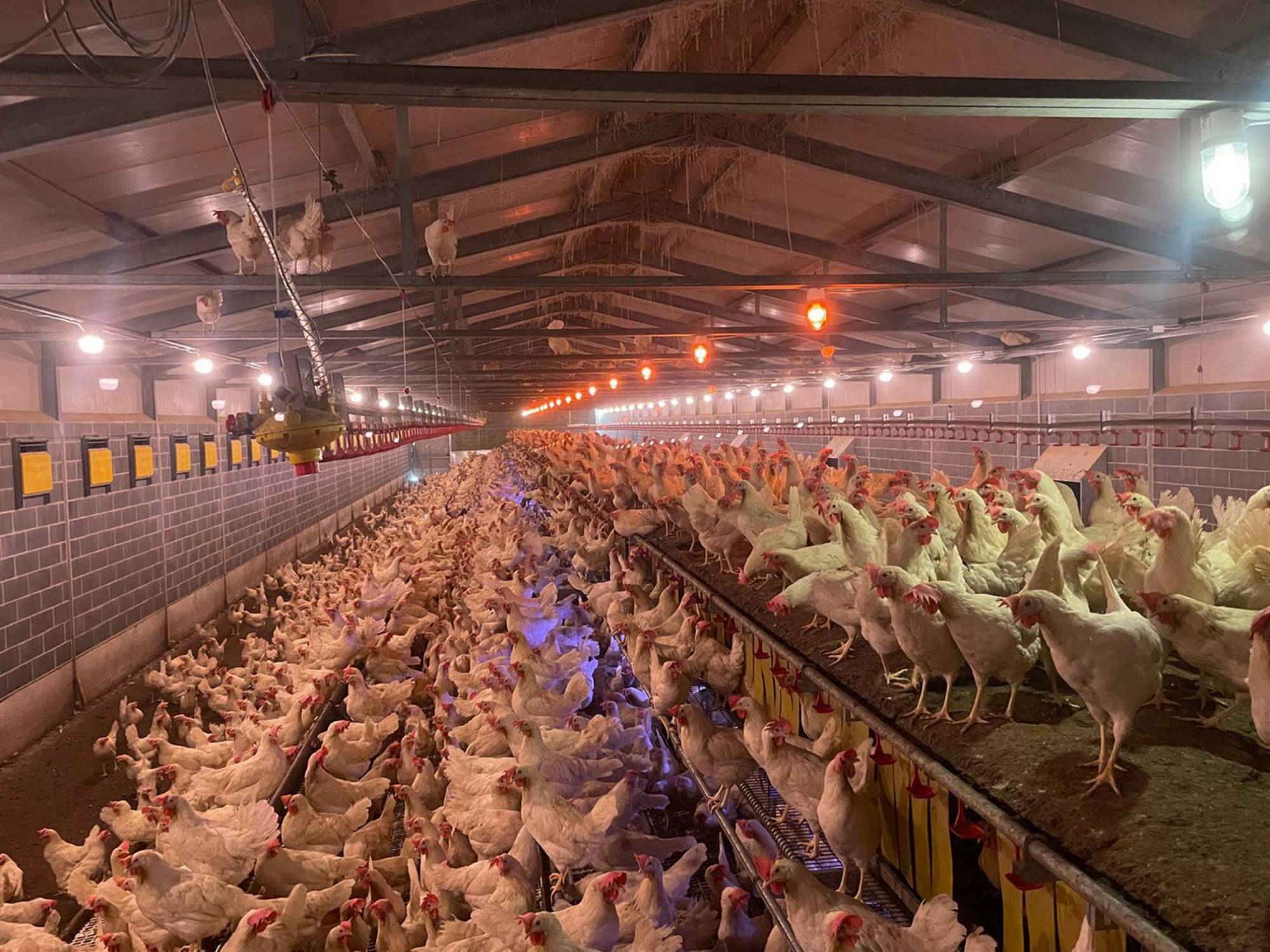 nido libaia 1 tc (5)