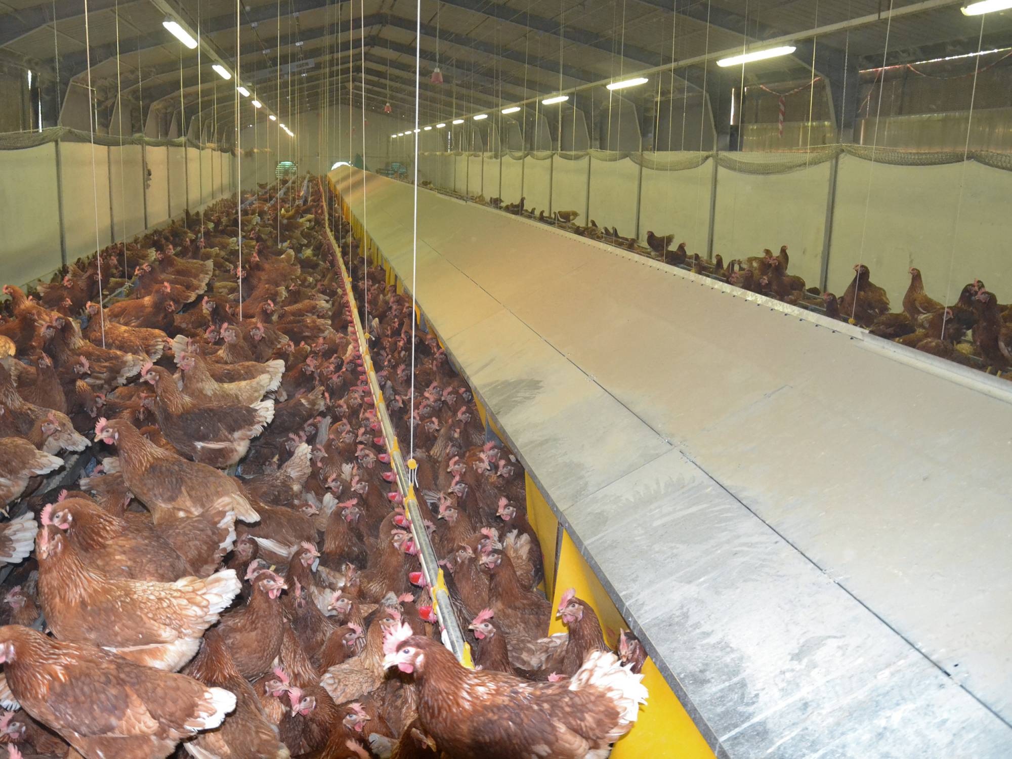 clerici-impianti-avicoli-filippetto-treviso (3)