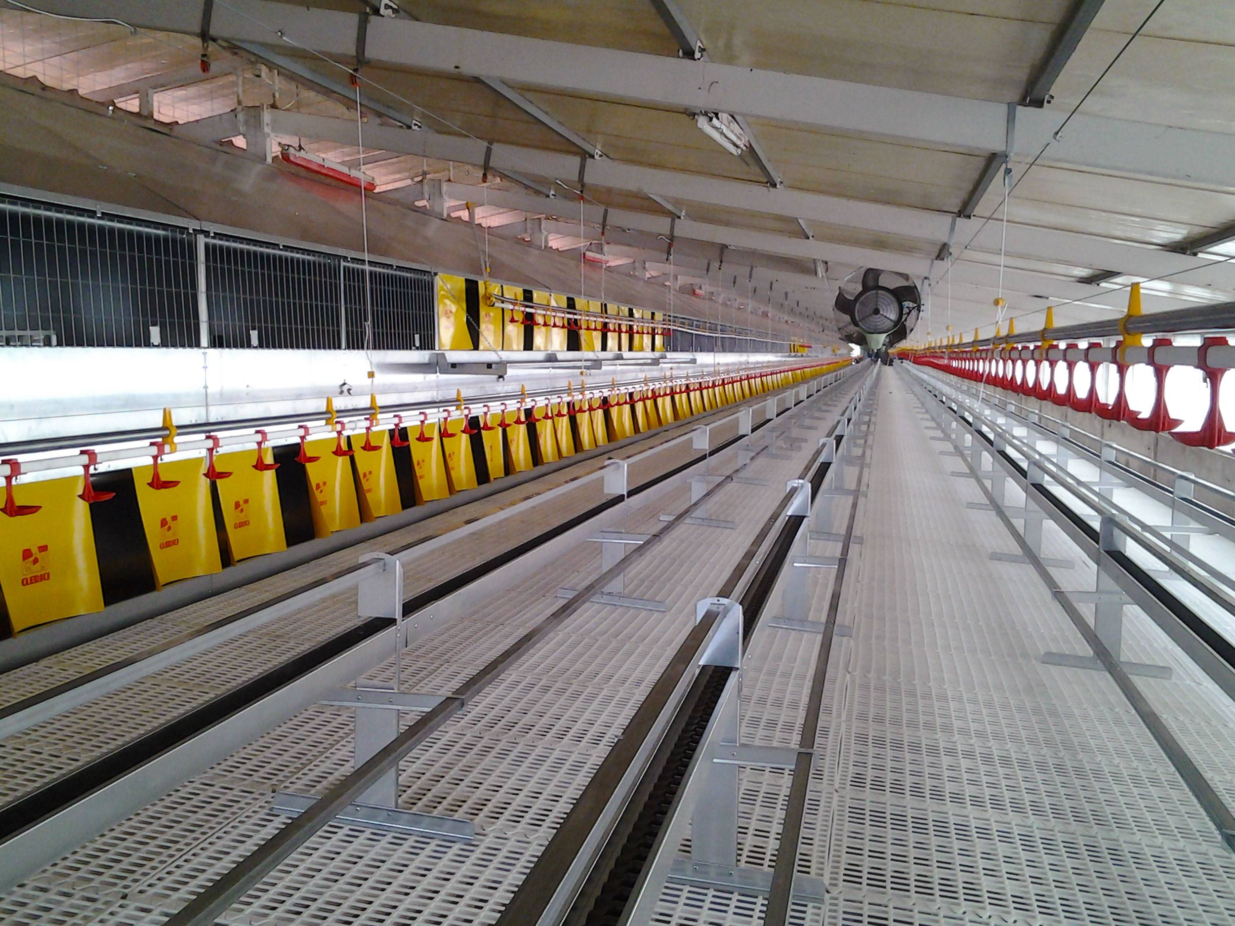 clerici-impianto-avicolo-galline-ovaiole-pisa-libera-(2)