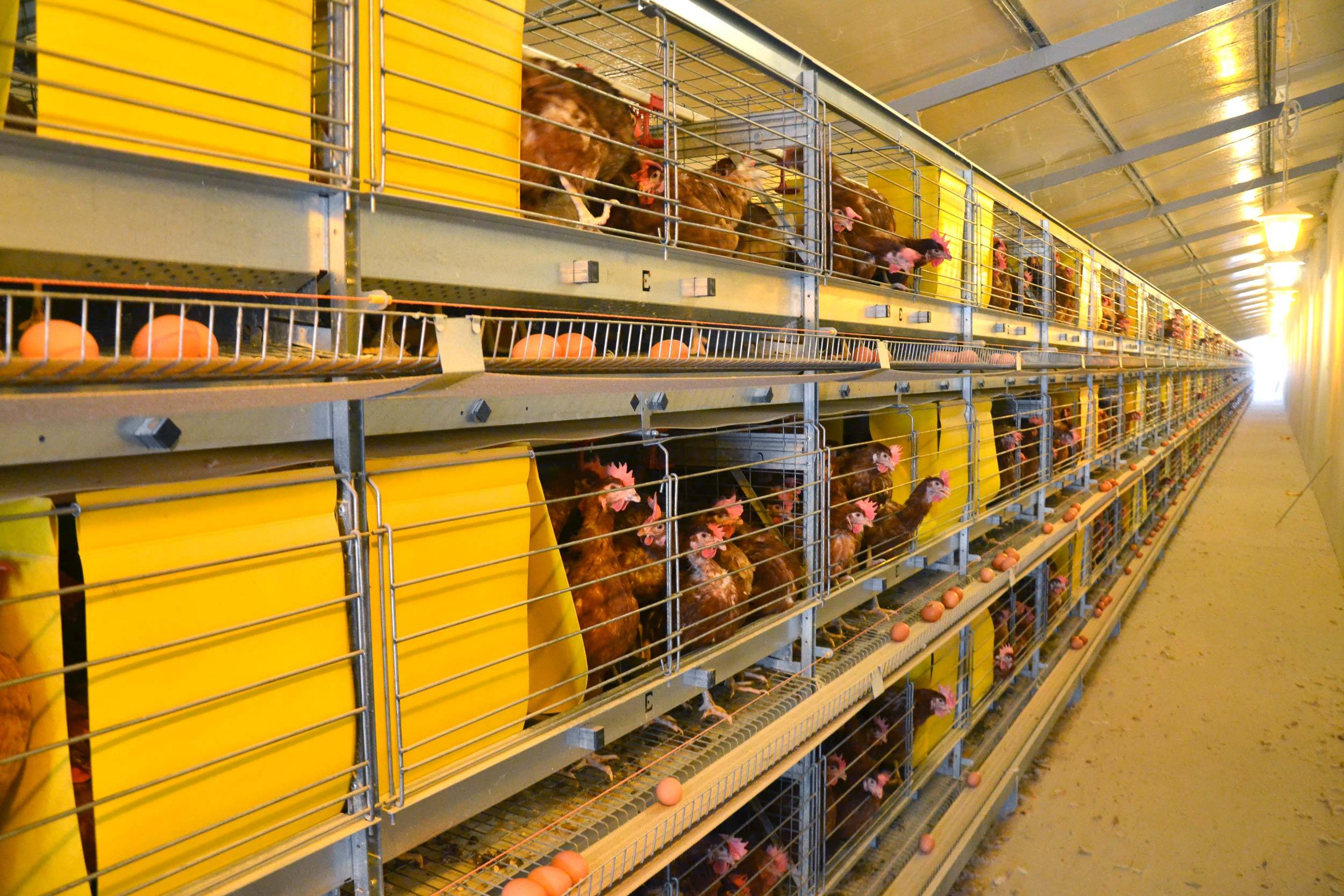 clerici-gino-impianti-avicoli-20