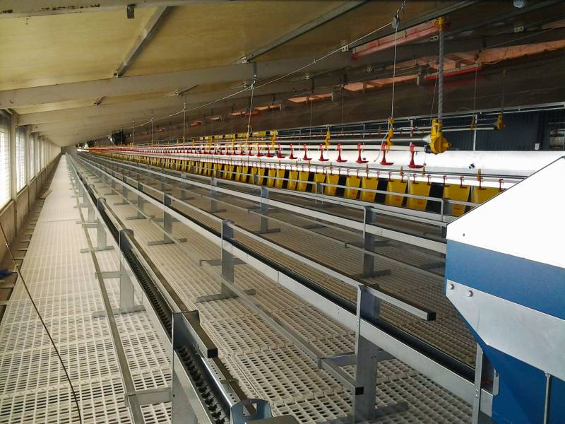 clerici-impianto-avicolo-galline-ovaiole-pisa-alimentazione