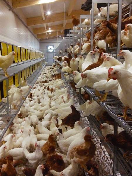 clerici-impianti-avicoli-galline-ovaiole-canton-berna-svizzera-parchetto-nido