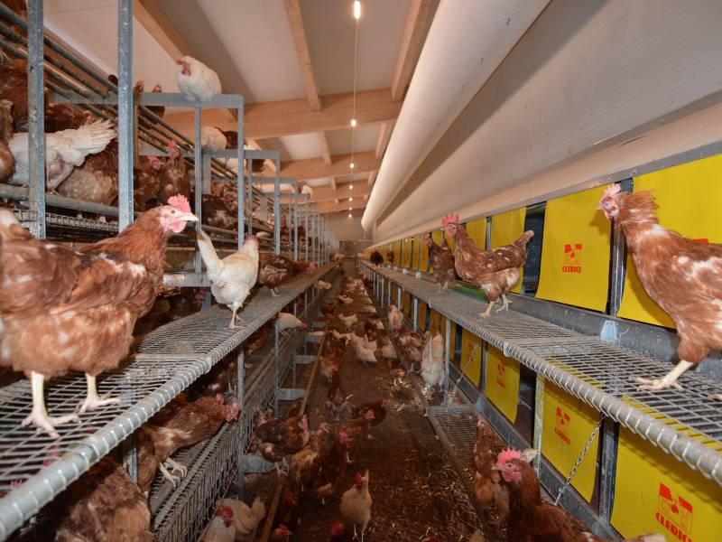 clerici-impianti-avicoli-mertenat-parchetto nido