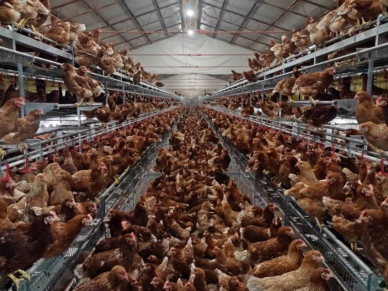 clerici-impianti-avicoli-galline-ovaiole-verona-vl-co-(2)