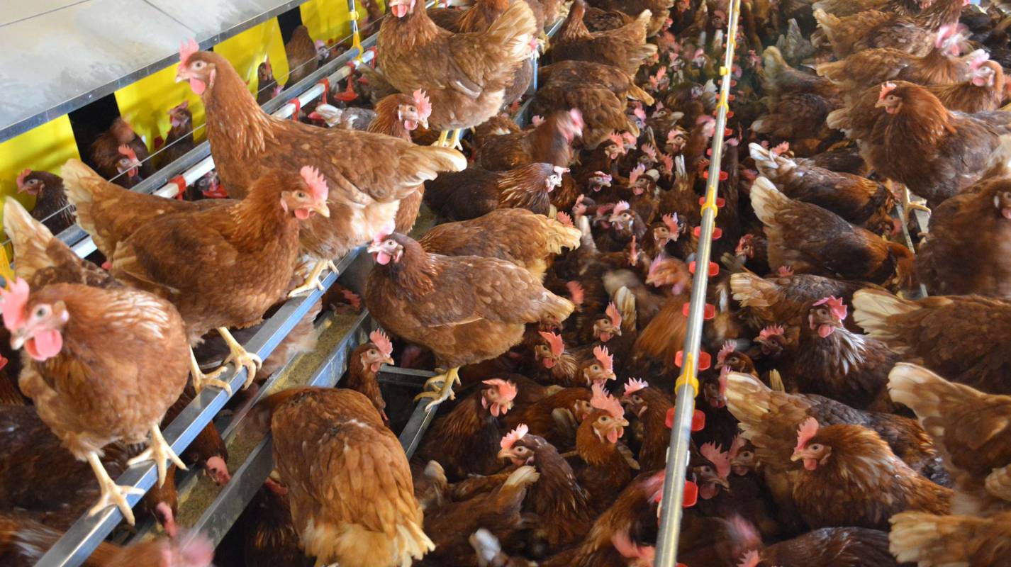 clerici-gino-impianti-avicoli-6