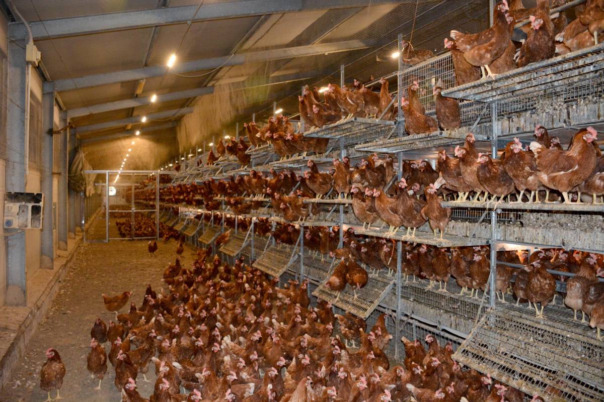 voliera-vl-open-2-allevamento-galline-ovaiole-clerici-5