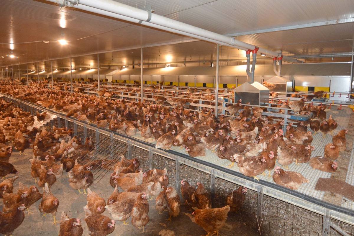 clerici-gino-impianti-avicoli-11